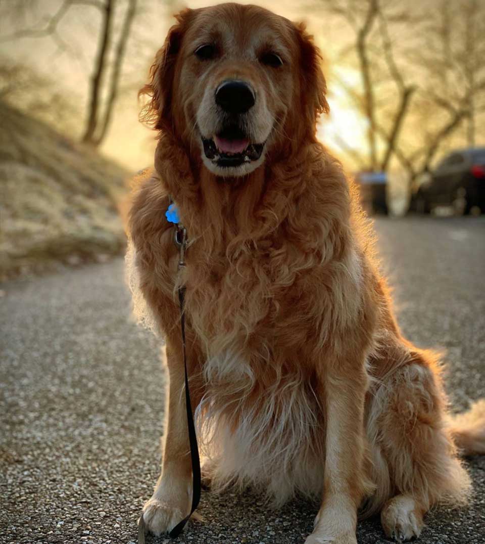 Dog walk, golden retriever